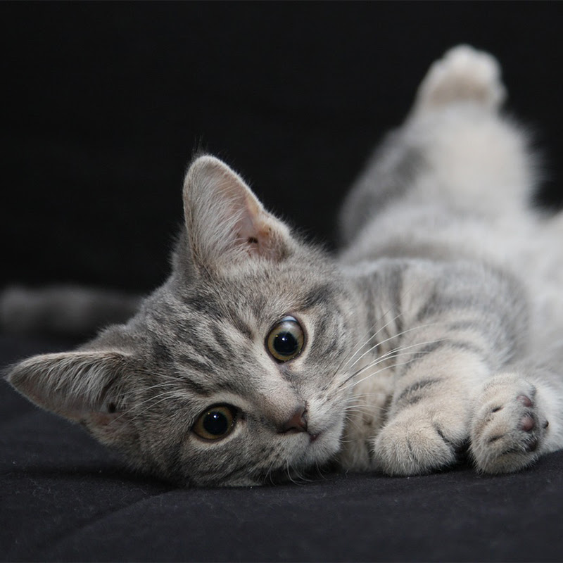 サバトラってどんな猫 性格や特徴 キジトラとの違いは 猫の総合情報サイト ペットスマイルニュースforネコちゃん