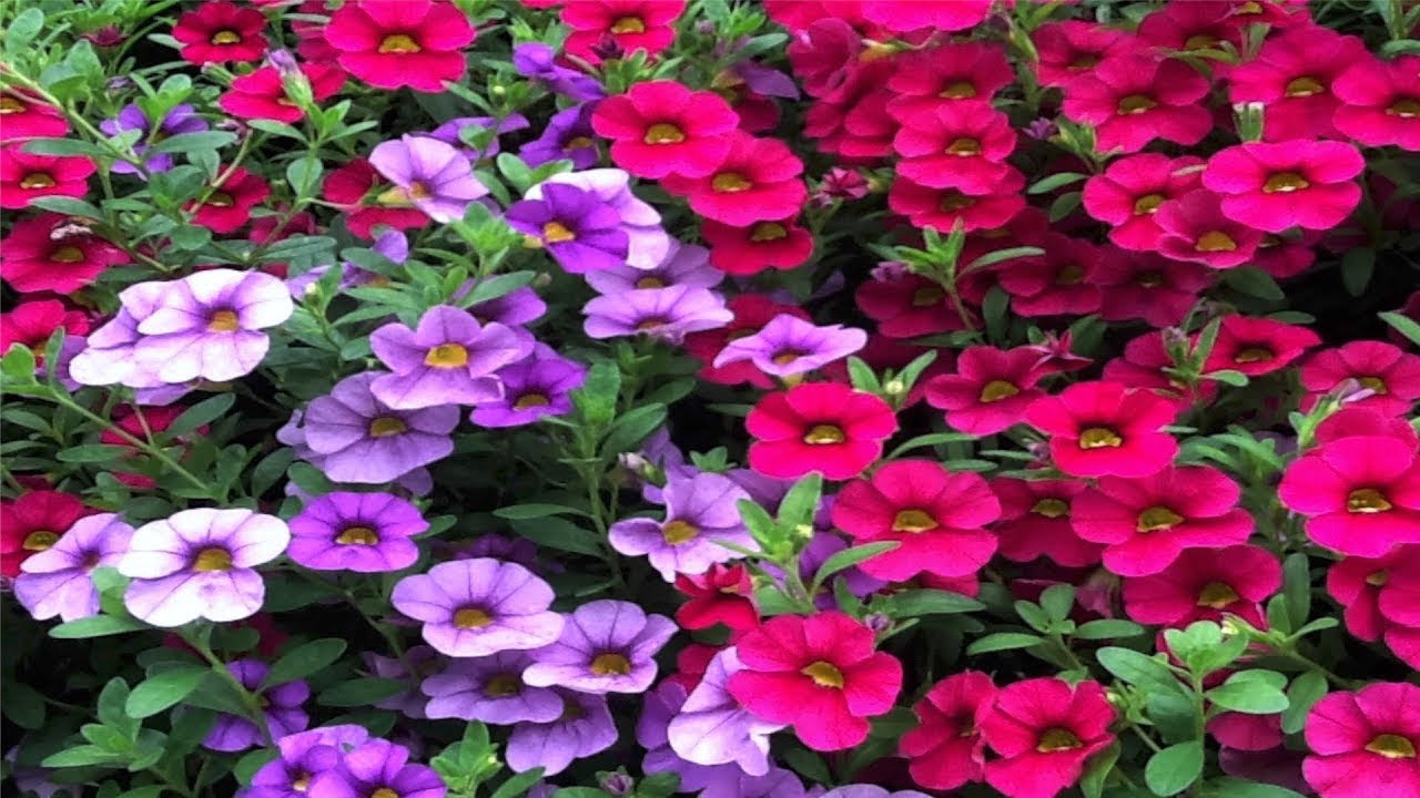 How To Grow Flowers: Easy To Grow Annuals With Low ...
