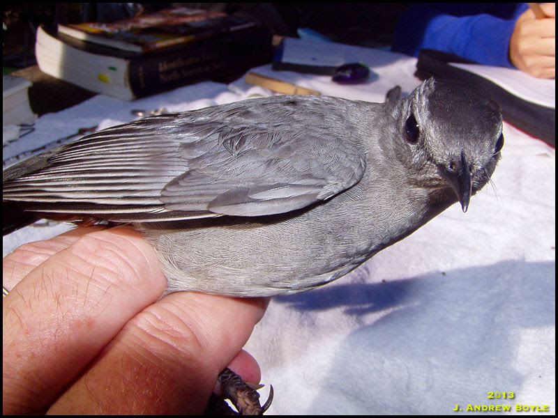 Gray Catbird