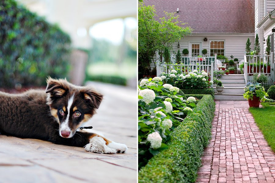 bringing a puppy home to your dog