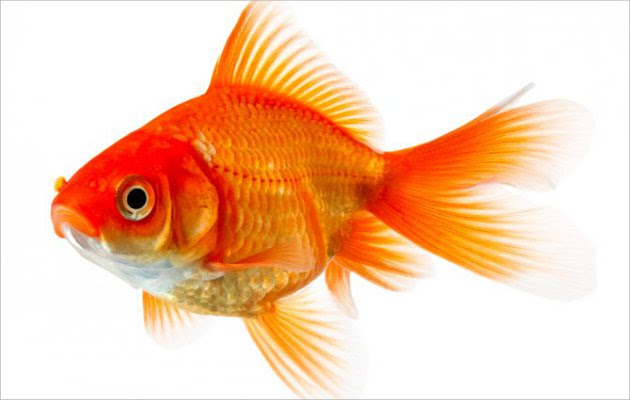 Ikan Mas Kena Sembelit, Pria di Inggris Rela Habiskan Rp 5 