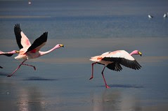 Flamingoes in Flight