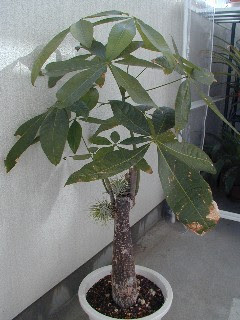 着生 Epiphitic