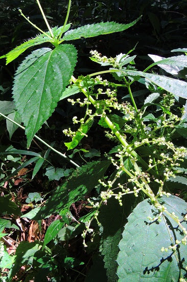 葉にトゲのある花 はなせんせ