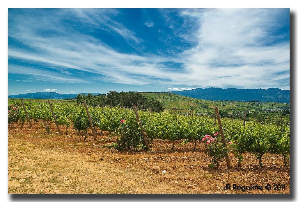 rosas y viñas by JR Regaldie Photo