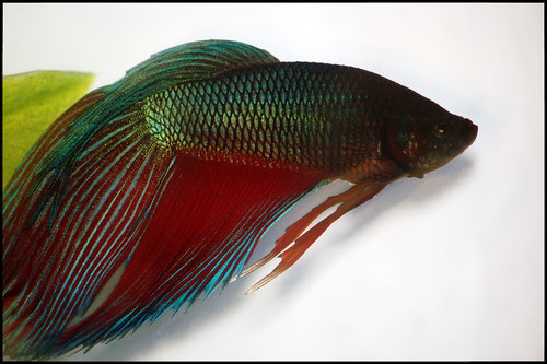Ikan Sepilai PakTeh