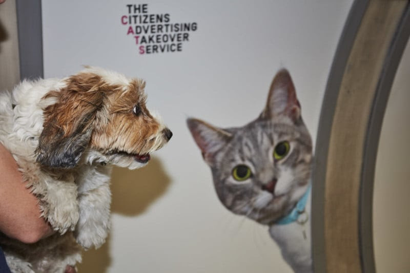 wb_catsnotads_055
