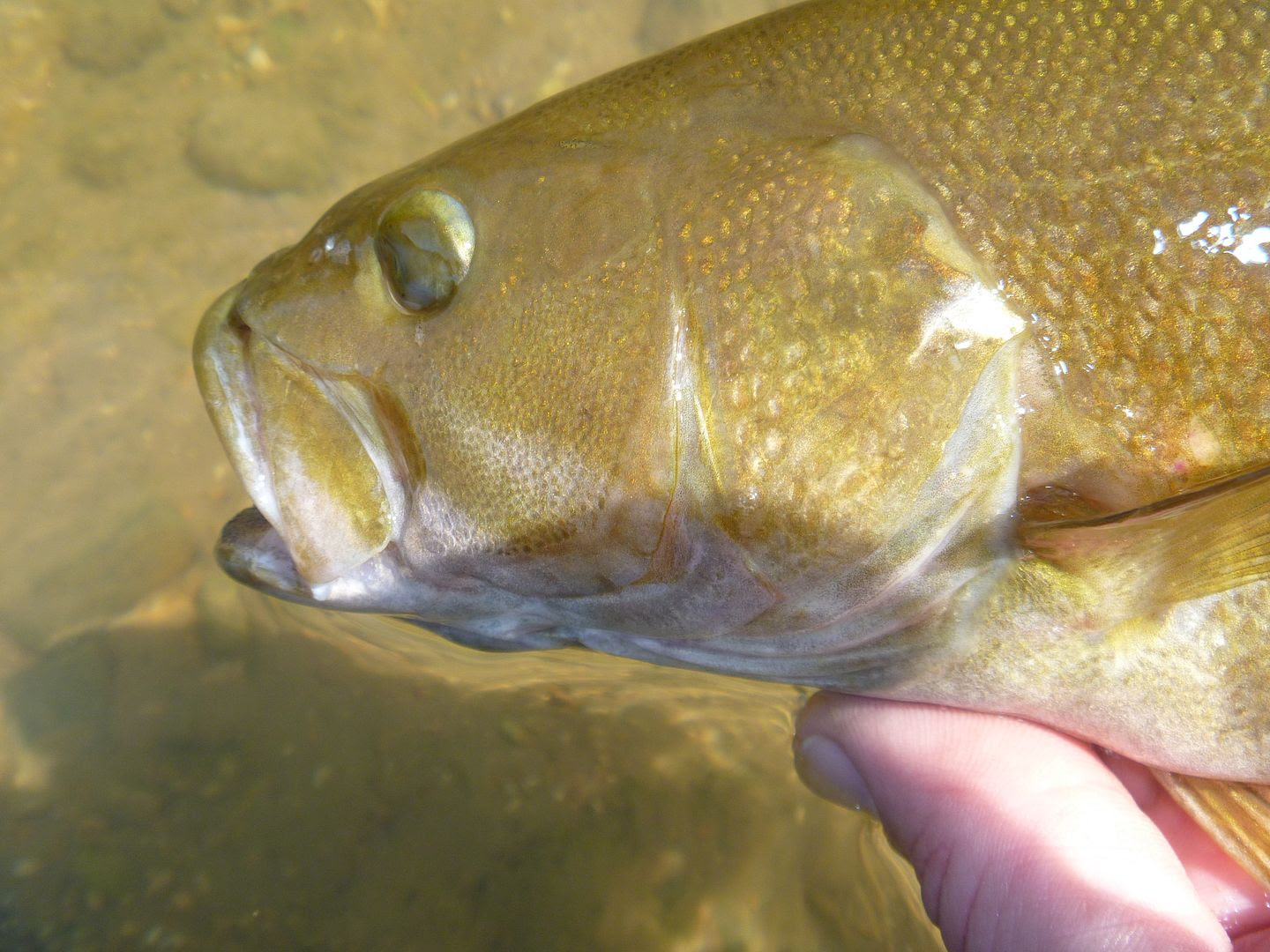  photo P1080950_zpse420c57c.jpg