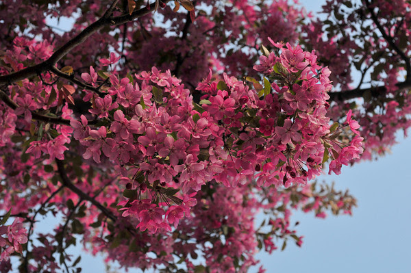 pink heaven