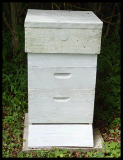 Bee Hive Journal - Help and advice for beekeepers