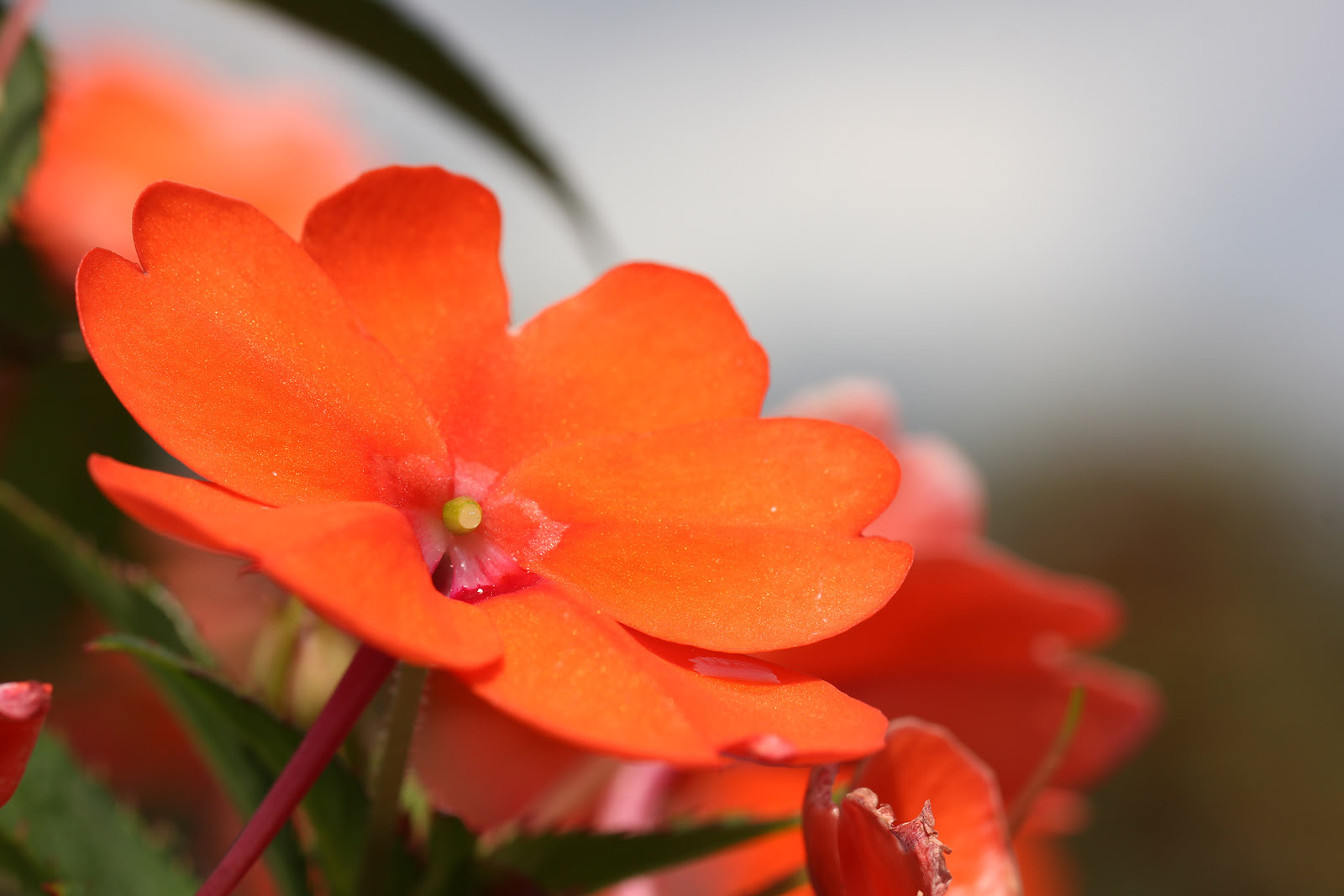 お花の写真集 サンパチェンス
