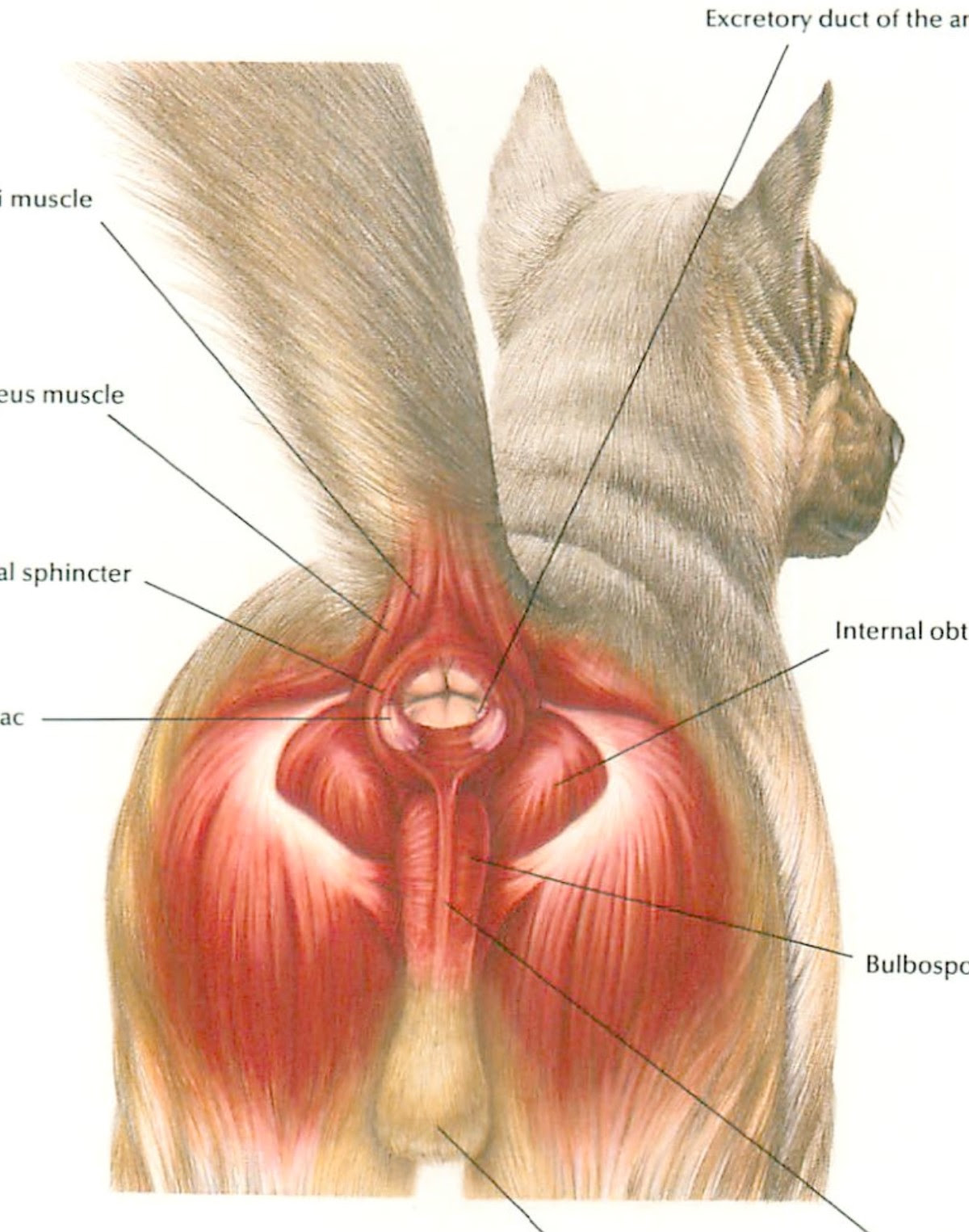 肛門腺って取っちゃっていいの 肛門嚢炎について あおきじま動物病院 長野市