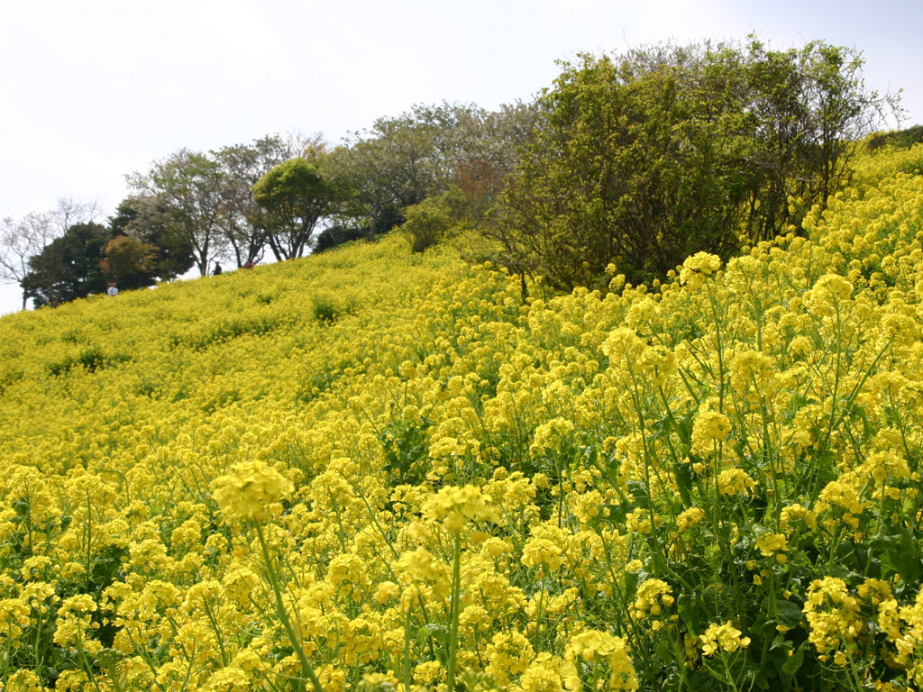 マザー牧場の斜面の菜の花畑 写真素材無料壁紙