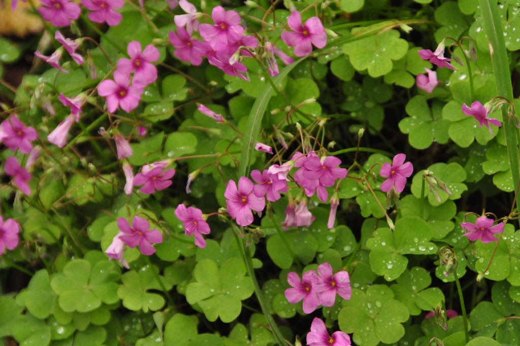 クローバーの様な オキザリス 楽しい自然ウォッチング