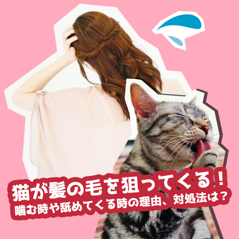 猫が髪の毛を狙ってくる 噛む時や舐めてくる時の理由 対処法は