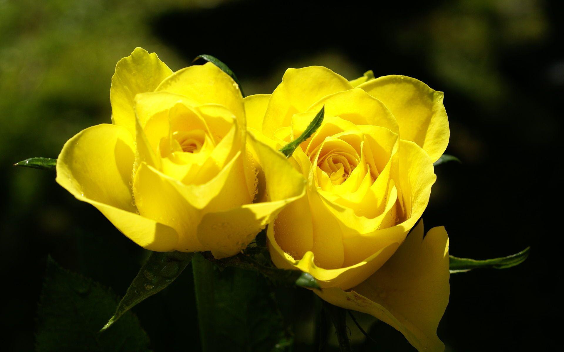 Download Download Yellow Rose Wallpaper Free Download Gallery