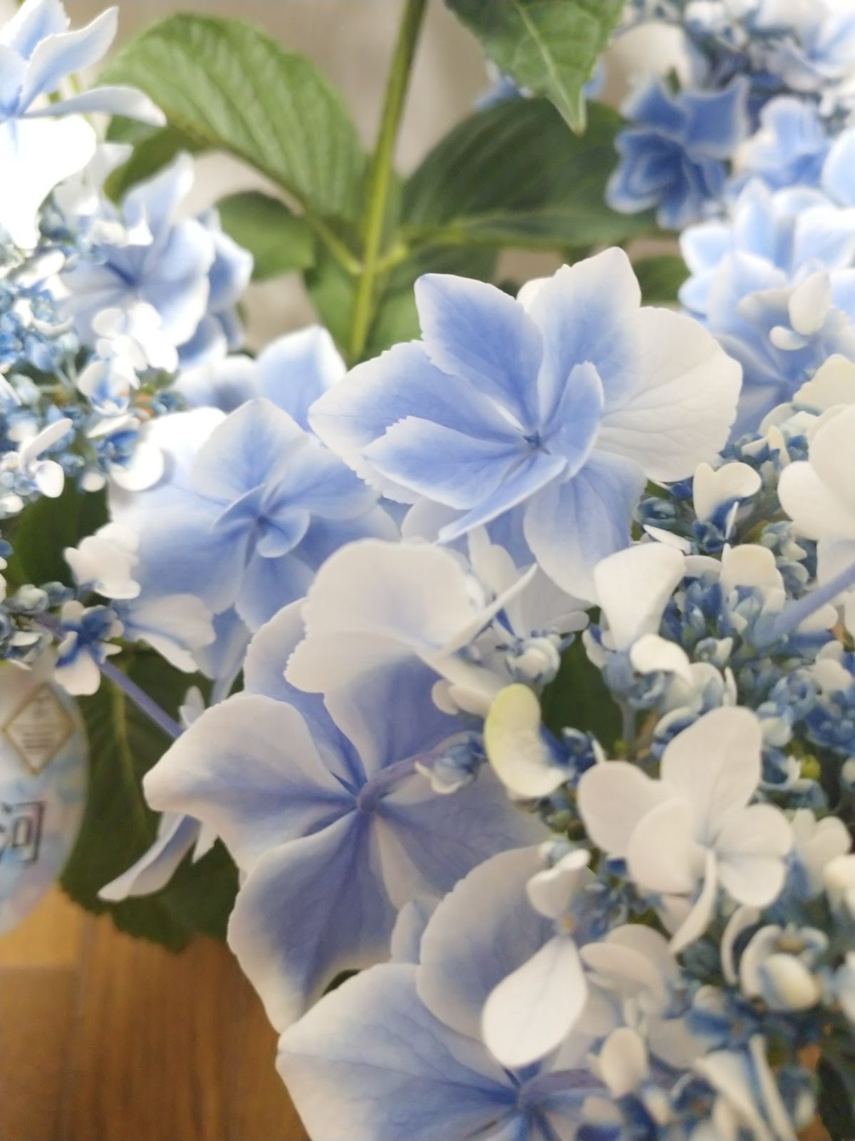 仙境的花朵 全新繡球花品種 漸層霧藍花瓣 夢幻到不行少女心噴發 雙色嫩粉紅花瓣 太浪漫 旅人心絮語