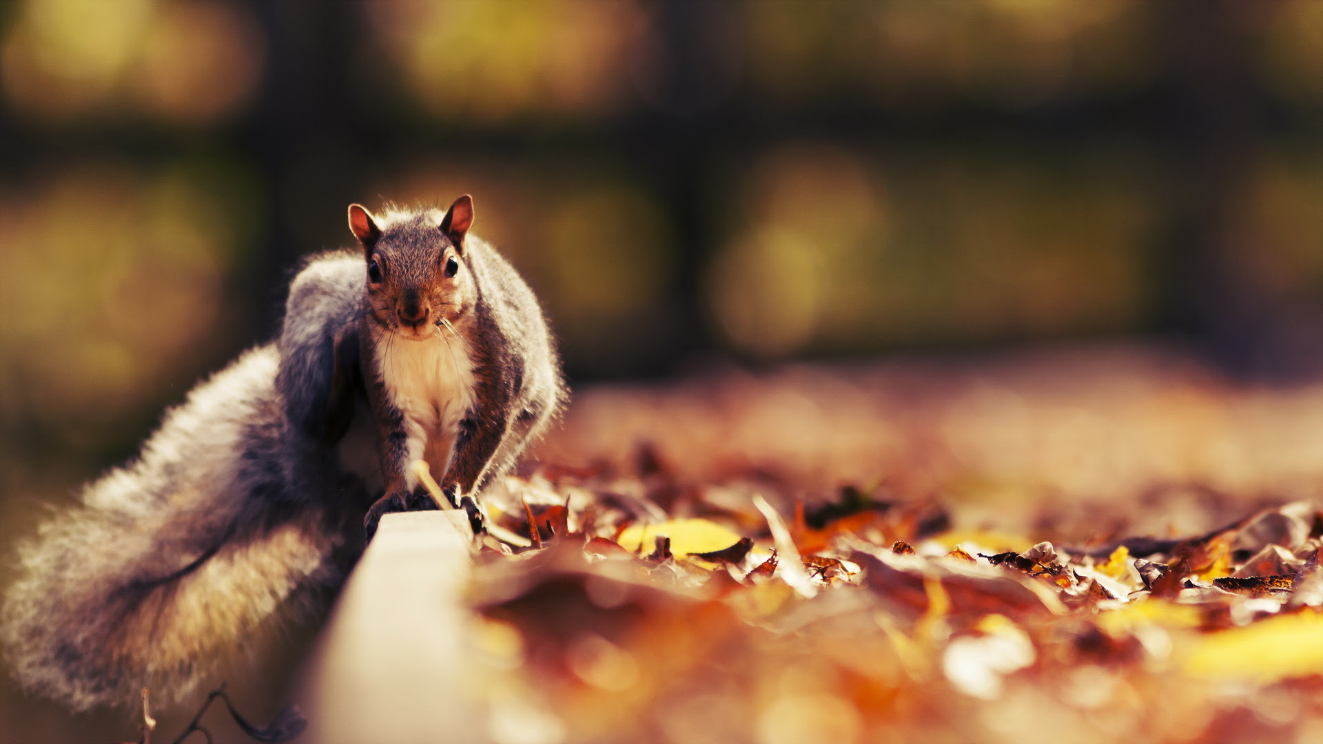 Squirrel Wallpapers Best Wallpapers HD Wallpapers Download Free Map Images Wallpaper [wallpaper684.blogspot.com]