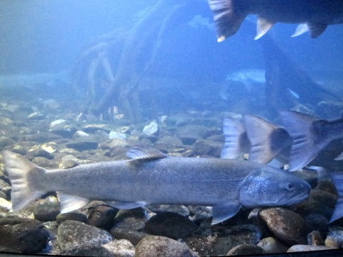 日本最大で幻の淡水魚イトウ オショロコマ ヤマメ 全国的に注目されている人気の 山の水族館 にて しろうと自然科学者の自然観察日記 楽天ブログ