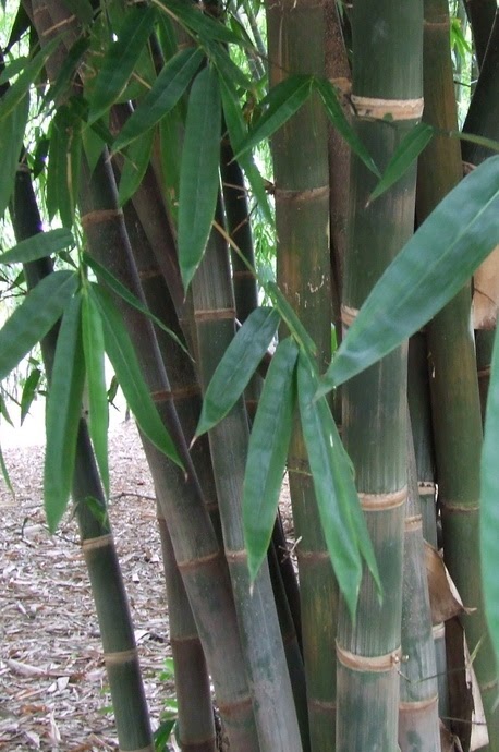 Ide Terpopuler Bambu Manggong Gigantochloa Manggong Widjaya
