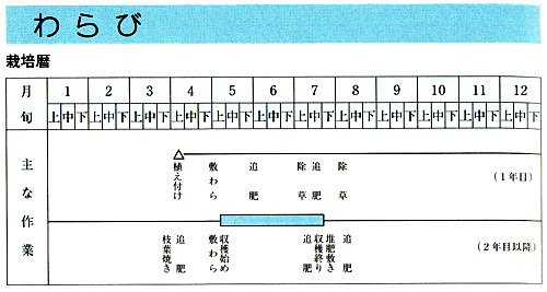 家庭菜園 わらび