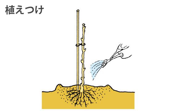果樹苗木の植え方 育て方 果物知恵袋 株式会社福島天香園 果樹苗木販売