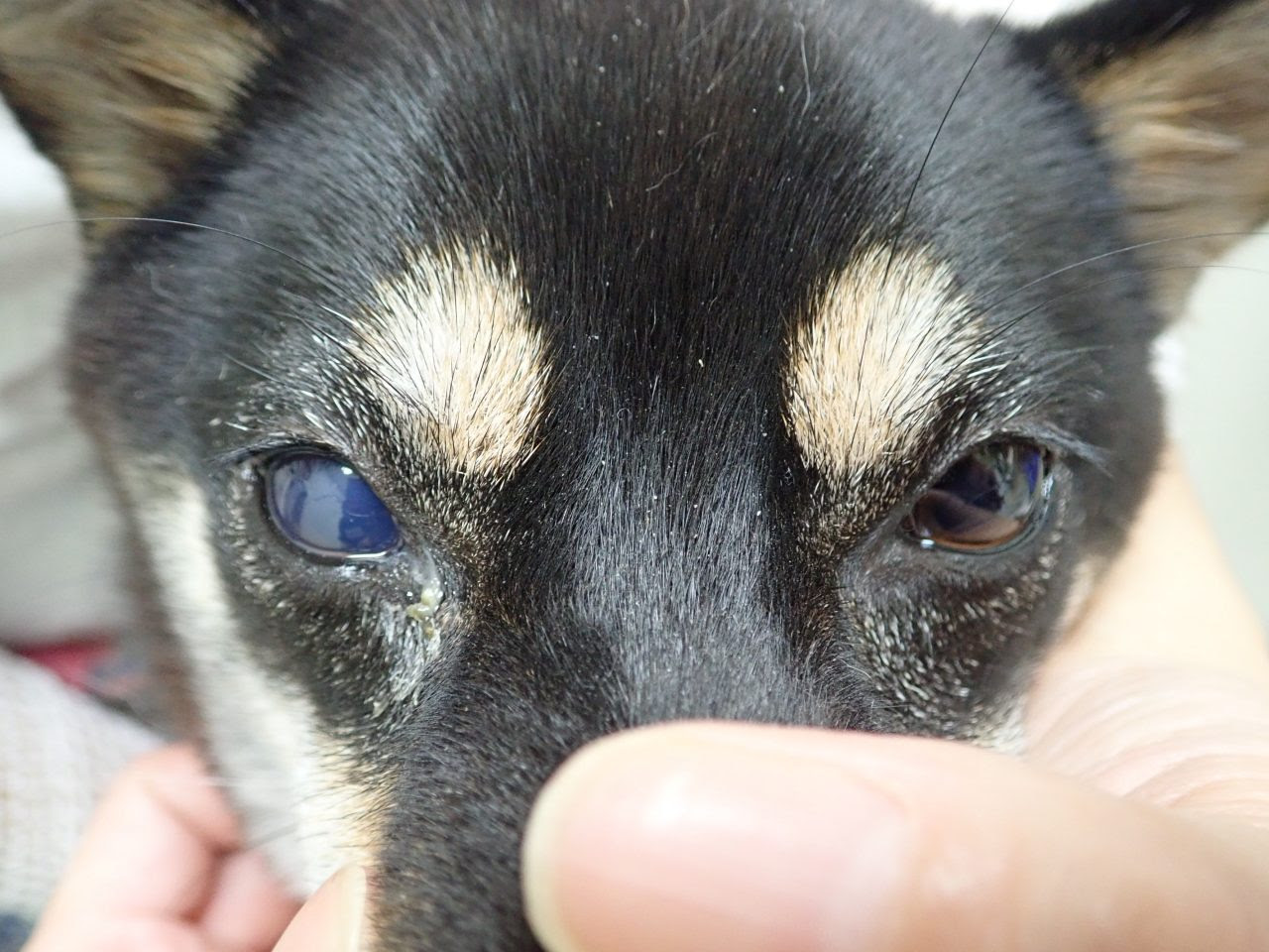 柴犬の緑内障 前編 京都市北区の動物病院 かもがわ動物クリニック