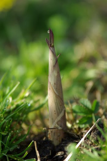 Phyllostachys_aureosulcata_spectabilis