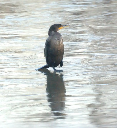 Cormorant