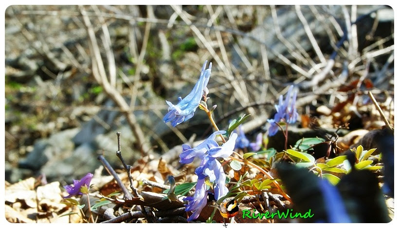 현호색 (玄胡索),corydaline