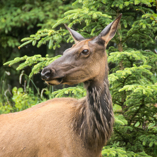 elk