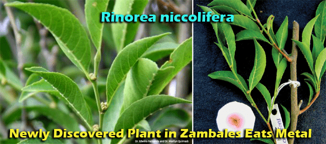 Tanaman makan logam berat jenis nikel disebut Rinorea niccolifera.