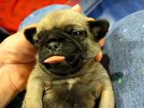 Puppy Pics Of Pugs. Pug Puppy