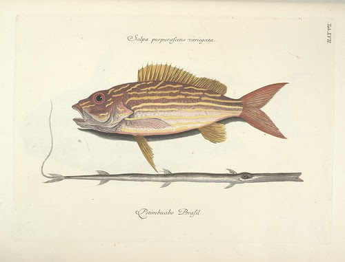 Salpa purpurascens variegata AND Petimbuabo Brasil