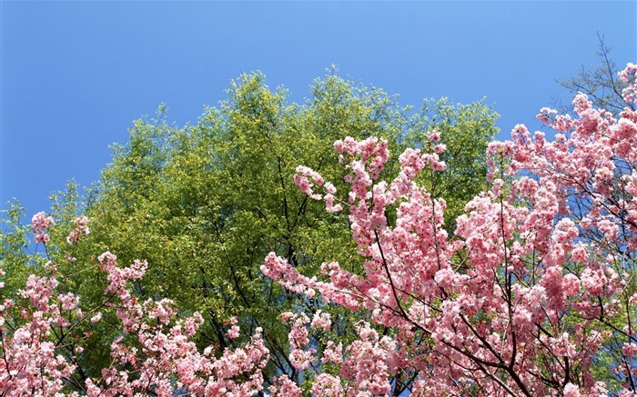 Xp Nature Fond D Cran Paysage T Saisons Printemps with 1024x768px