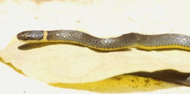 Ringneck Snake Outdoor Alabama