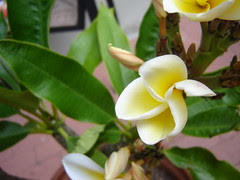 plumeria birth