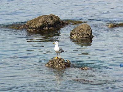 mouette.jpg