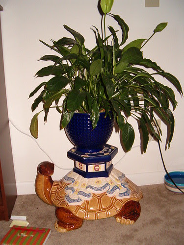 Turtle Plant Holder!
