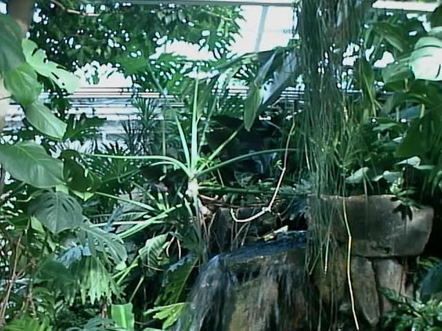 House Plants How to Grow and Care for a HousePlant House Plants How to Grow and Care for a HousePlant