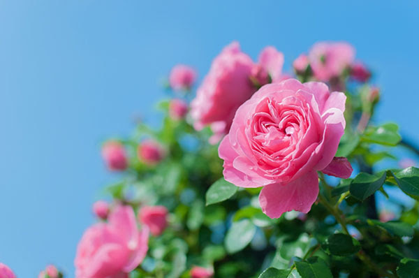 無料素材 爽やかな青空をバックに薔薇の花を撮影した綺麗な写真素材