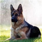 german shepherd