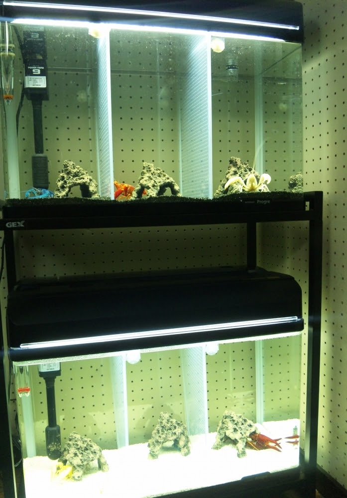 アメリカザリガニの正しい飼い方 Kohei Murakami Official Blog