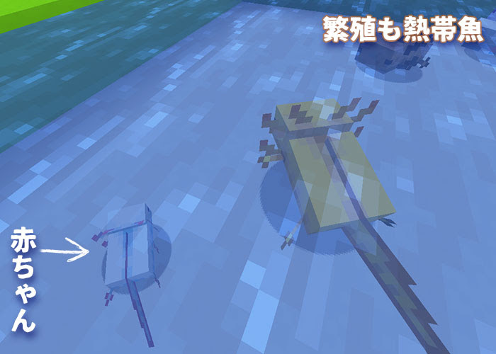 マイクラ ウーパールーパーはどこ 繁殖や行動について解説 マイクラモール