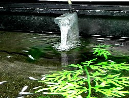 水生生物の飼育環境を考える ｅｖｅｒｇｒｅｅｎ方式