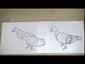 [10000印刷√] 書き方 鳩 イラスト 簡単 258911