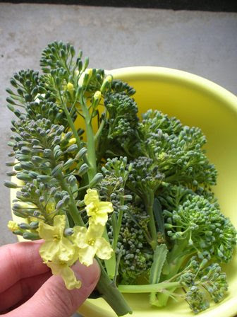 花が咲いた ブロッコリー 自然と児童書と家事