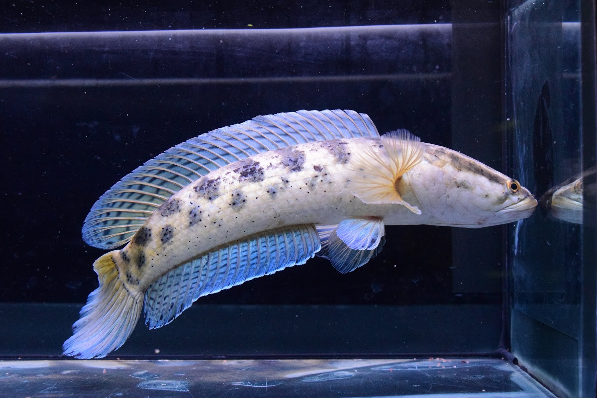 少しだけインド ネシア 便を 静岡市の熱帯魚専門店 大型魚 古代魚 珍魚 World Rivers