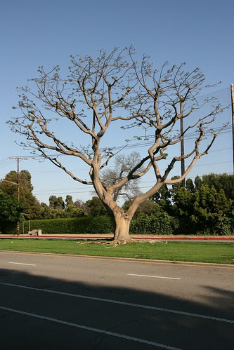 Coral Trees