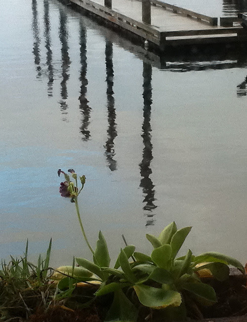 flower through a window, Craig, Alaska
